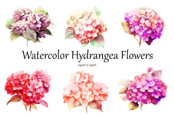Download Watercolor Hydrangea Flowers Clipart - Premium Resources